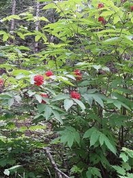 Sambucus racemosa